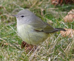 Leiothlypis celata celata