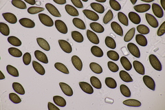 Juglanconis juglandina