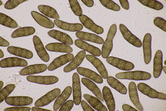 Stilbospora macrosperma