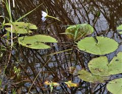 Nymphaea nouchali caerulea