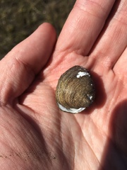 Polymesoda caroliniana