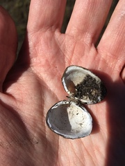 Polymesoda caroliniana