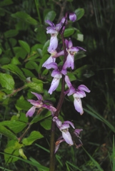 Orchis × penzigiana