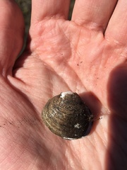 Polymesoda caroliniana