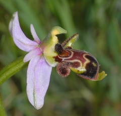 Ophrys scolopax apiformis
