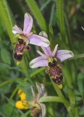 Ophrys scolopax apiformis