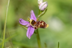 Ophrys scolopax apiformis