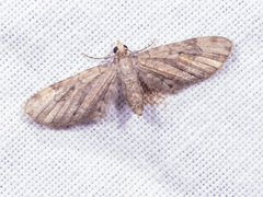 Eupithecia aphanes