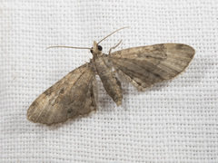 Eupithecia aphanes