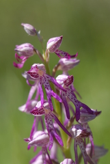 Orchis × spuria