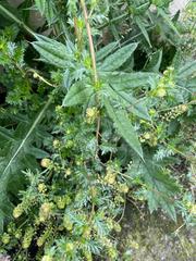 Lepidium bipinnatifidum