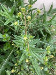 Lepidium bipinnatifidum
