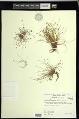 Eleocharis intermedia