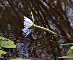 Nymphaea nouchali caerulea