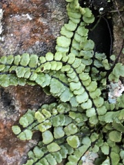 Asplenium trichomanes pachyrachis