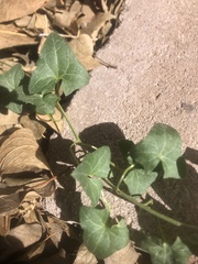 Maurandya antirrhiniflora