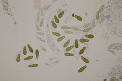 Splanchnonema ampullaceum