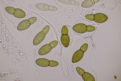 Splanchnonema ampullaceum