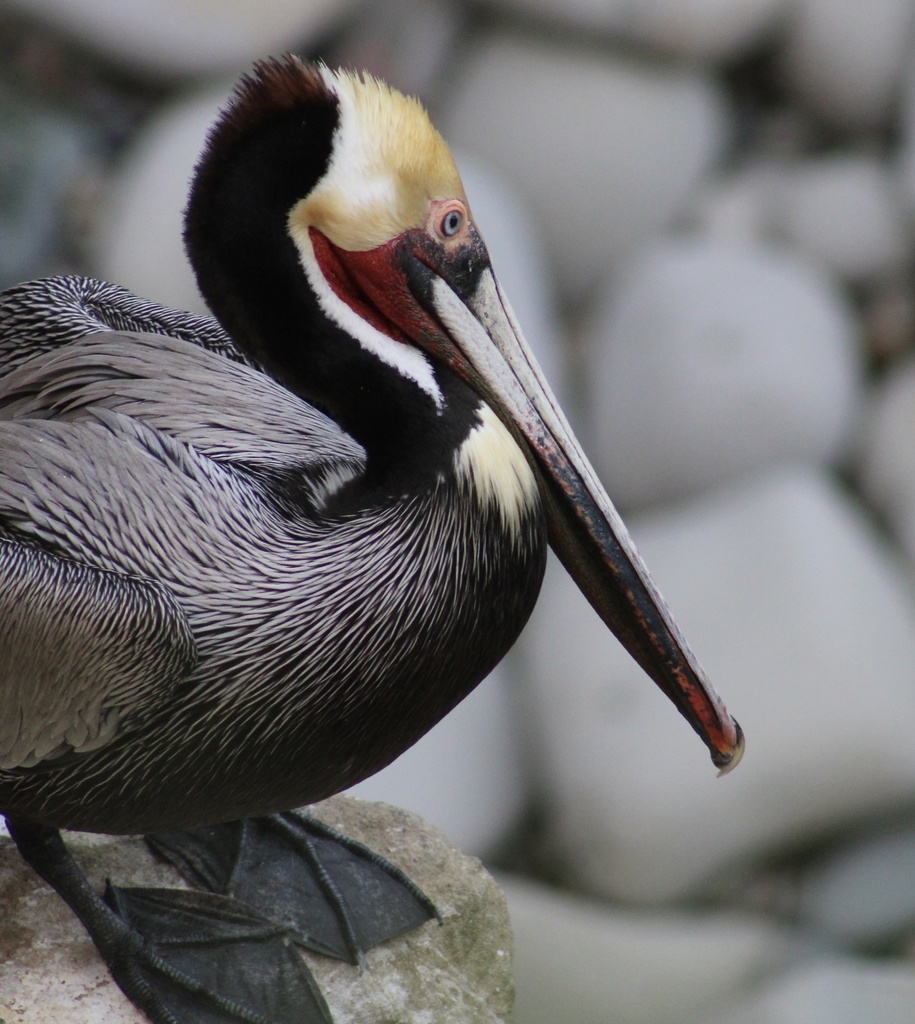 Brown Pelican (Pelecanus occidentalis)