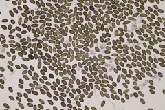 Juglanconis juglandina