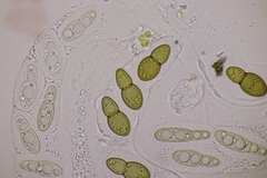 Splanchnonema ampullaceum