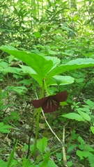 Trillium vaseyi