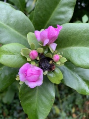 Pereskia grandifolia