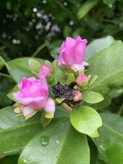 Pereskia grandifolia