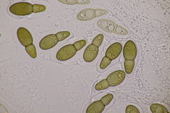 Splanchnonema ampullaceum