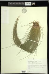 Eleocharis intermedia