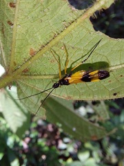 Graptocleptes