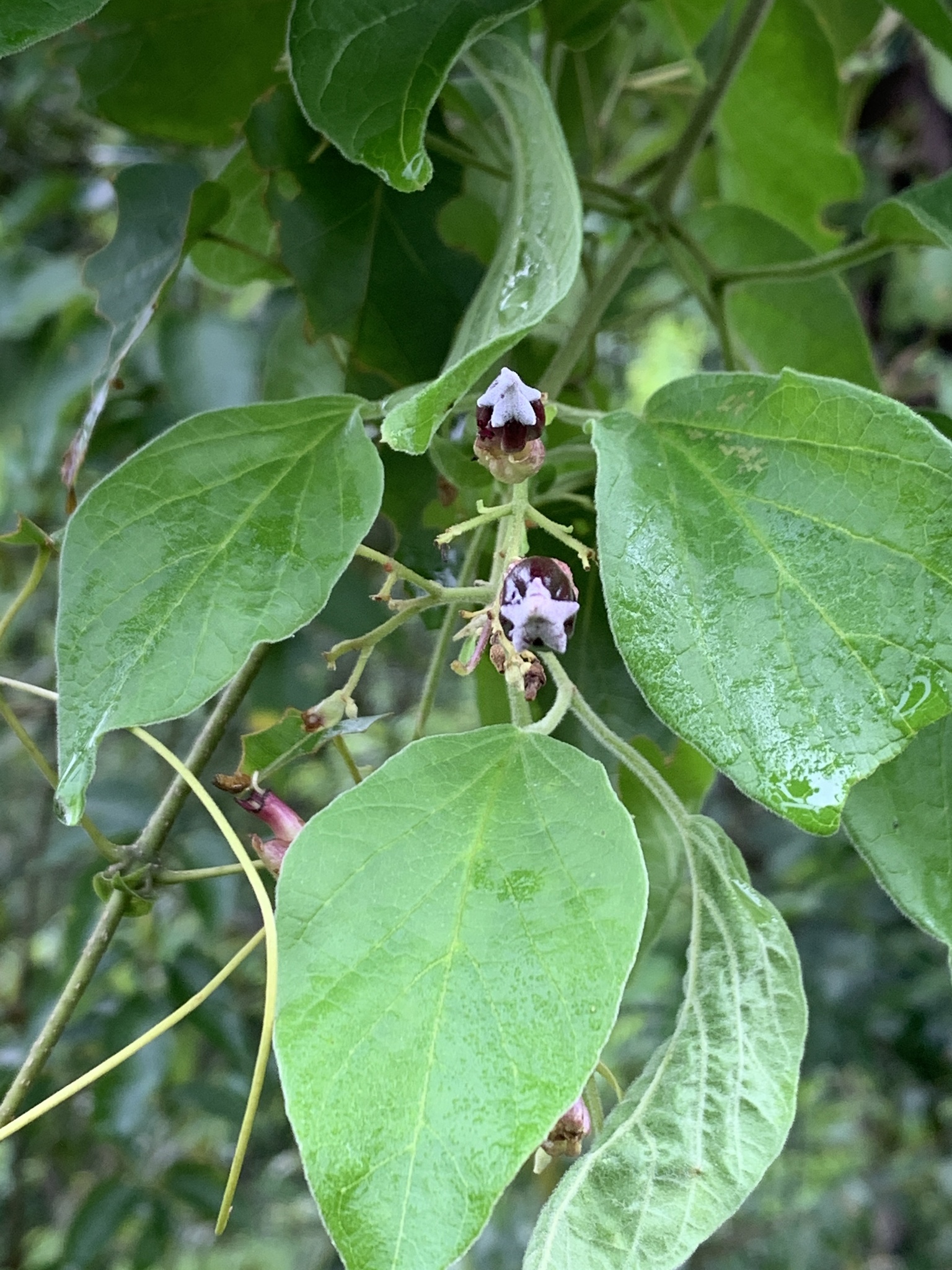 Fridericia leucopogon