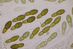 Splanchnonema ampullaceum