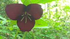 Trillium vaseyi