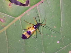 Graptocleptes