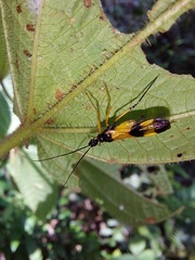 Graptocleptes