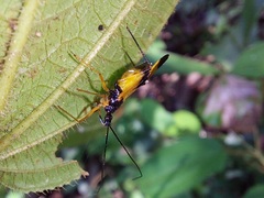 Graptocleptes