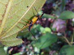 Graptocleptes