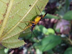 Graptocleptes