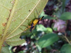 Graptocleptes