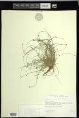 Eleocharis intermedia