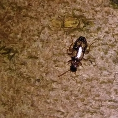 Dromius quadrimaculatus