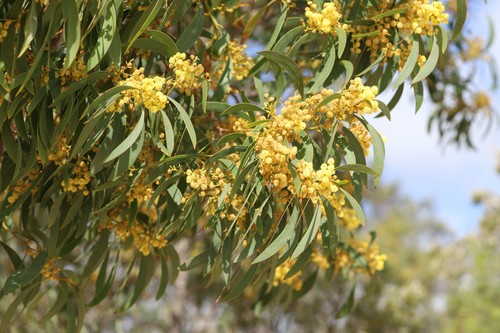 Acacia leiophylla, 2021-09-18