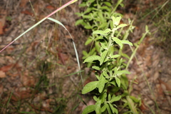 Pterocaulon redolens