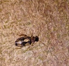 Dromius quadrimaculatus