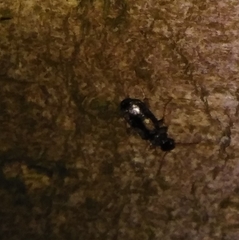 Dromius quadrimaculatus
