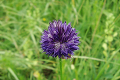Allium aucheri