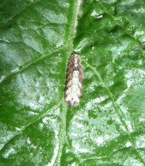 Meligramma triangulifera