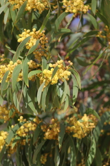 Acacia leiophylla