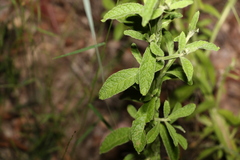 Pterocaulon redolens